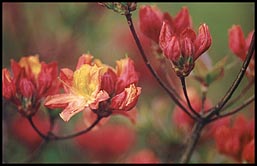 Photo: Flowers.