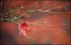 Photo: Winter leaf.