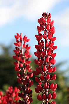 Photo: Red Lupins, Kirklee allotments.