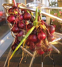 Onions from our allotment. Photo: Onions from our allotment.
