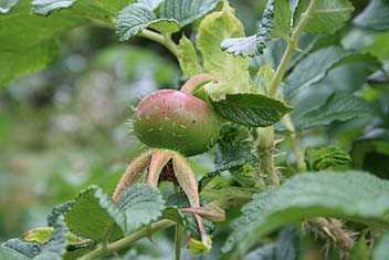 Rosehip. Photo: Rosehip.