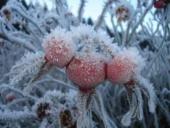 Photo: rosehips.