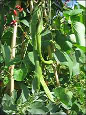 Photo: Runner Beans from the plot.