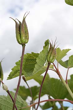 Seedpods at Allotment. Photo: Seedpods at Allotment.