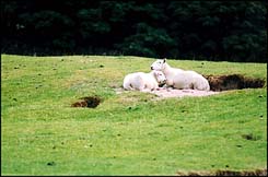 Photo: Sheep taking shelter.