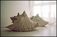 Photo: Shells on window ledge.