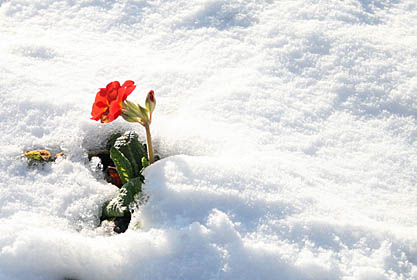 Photo: Flower in the snow, Botanic Gardens Glasgow West End.