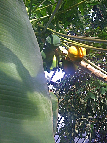 Sping in Botanic Gardens, Paw Paw fruit. Photo: Sping in Botanic Gardens, Paw Paw fruit.