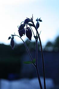Photo: Spring flowers 2008.
