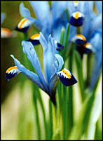 Photo: Spring flower in the Botanics Feb 05..