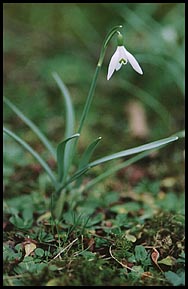 Photo: Spring flowers.