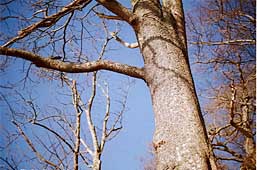 Photo: Spring sky and tree.