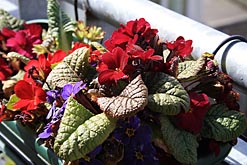 Spring flowers on balcony. Photo: Spring flowers on balcony.