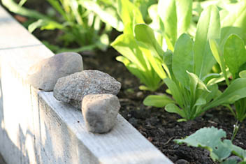 Photo: Kirklee allotments.