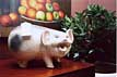 Photo: Pig.