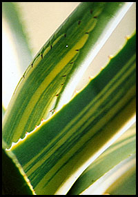Photo: Cactus Plant.