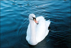 Photo: Swan in Kelvingrove Park.