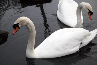 Photo: Swans at Pond Hotel.