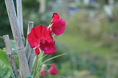 Sweet Peas at Kirklee Allotment. Photo: Sweet Peas at Kirklee Allotment.