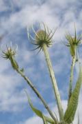 Photo: teasles.