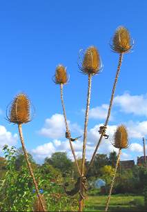 Photo: Kirklee Allotment views.