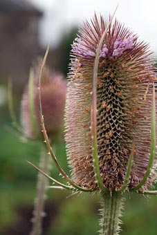 Teasil at our Kirklee allotment. Photo: Teasil at our Kirklee allotment.