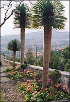 Photo: Madiera Palm trees.