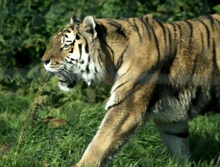 Tigers at the Safari Park