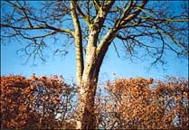 Photo: A view of a tree and hedge in the sun.