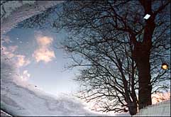 Photo: A tree reflected in a puddle.
