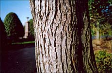 Photo: Tree trunk in the sun.