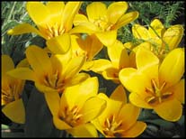 Photo: Tulips March 05.