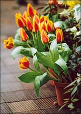 Photo: Tullips.