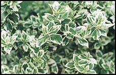 Photo: Variagated leaves.