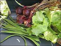 Photo: Vegetables from the plot.
