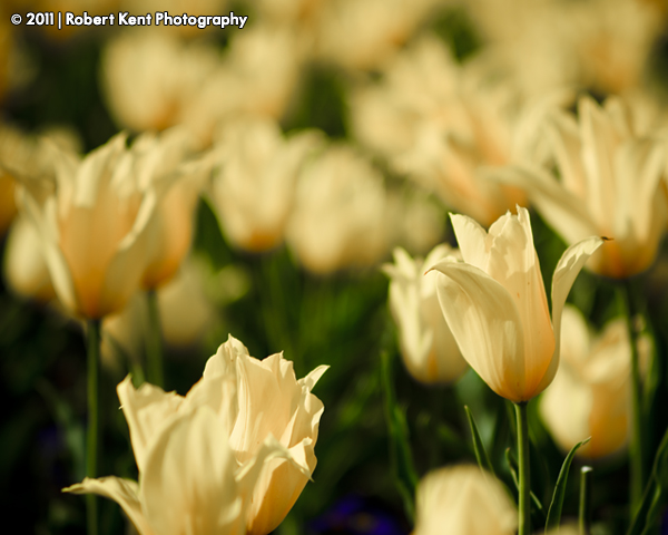 Photo: West Point Tulips.