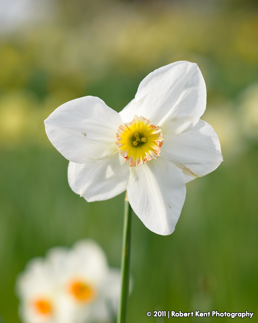 Photo: White Daffodil.