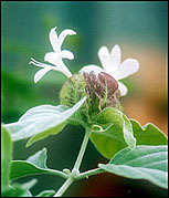 Photo: Flower in the Botanics Feb 05..