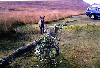 Photo: whw deer inveroran.