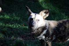 Photo: Wild dog.