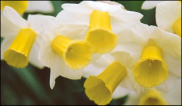 Photo: Daffodils.