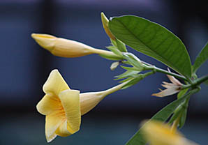 Photo: Yellow flowers Botanics.