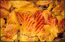 Photo: Autumn colour.