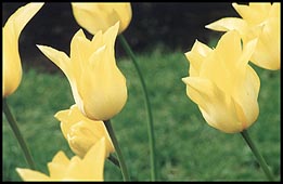 Photo: Yellow Tulips.