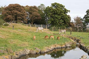 Photo: Zebra at Edinburgh Zoo.