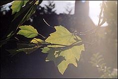 Photo: Botanic garden leaves.