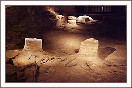 Fossil Grove