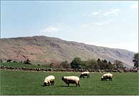 Sheep and Campsies