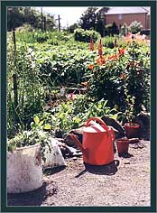 Allotment and Watering Can
