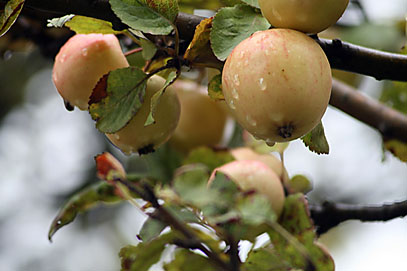 Photo: Autumn apples.